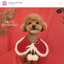 미소댕댕 이미지