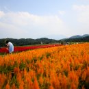 머스마