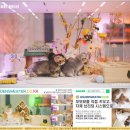 문캐터리 | 충주 캐터리에서 만난 브리티시 숏헤어와 예술가