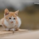 주주종합동물병원 - 청주시 청원구 공항로 102 | 주주종합동물병원