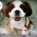 단비동물병원 이미지