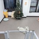 동행 애견 돌봄센터 하남점 이미지