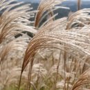 영산포홍어거리(공연장) 이미지