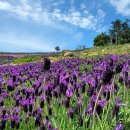 퍼플민박 이미지