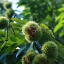 공주농장 이미지