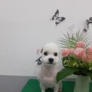 멍스타일 이미지