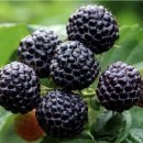 토종축산 이미지