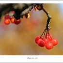 한국관무도장 이미지