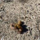 닥터김동물의료센터 이미지