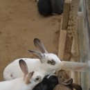 (주)홍천사료 이미지