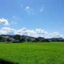 한림장 Daum카페