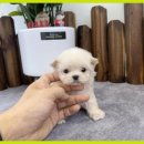 앙쥬펫 | 강아지분양 강아지와의 특별한 인연 앙쥬펫 강아지분양 후기