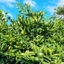 모루헌 | 귤밭뷰를 가진 : 서귀포 독채펜션 '모루헌'