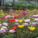 꿈바라기 이미지