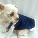 서구애견센타 이미지