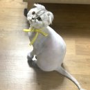 그루밍펫살롱 이미지