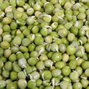 임종갑 | 치유식의 중심 - 콩 이야기