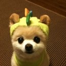 개밥주세요 이미지