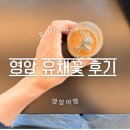 새실 | 영암 유채꽃보러 갔다가.. 새실오브앰비언스