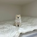 소꿉친구(소고기꿉는친구) | [청도숙소/청도펜션] 대구근교 청도 사계절 무료 자쿠지가 있는 애견동반 펜션 스테이더문