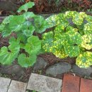 팜카밀레 이미지