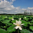 연꽃목장 이미지