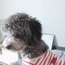 멍멍이 이발소 이미지