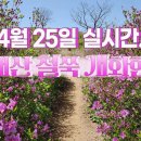 황매산 철쭉 개화 진행(4/25일 기준) 이미지