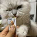 펫츄츄 이미지