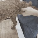 연은동물병원