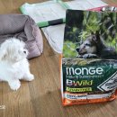 댕댕이샾 이미지