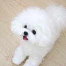 양모아네뜨