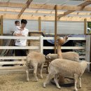 아영목장 이미지