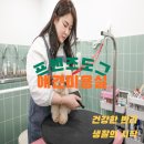 프렌즈도그 미용실 광주 서구점 네이버블로그