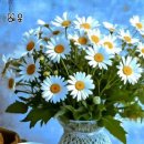 무괴아심 이미지