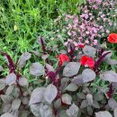 항우농장 | 강원도 원주 용수골 꽃 양귀비 축제