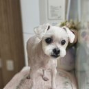 빠몽(PAWMONG) 이미지