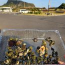 제주작은별 이미지