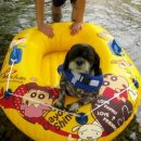 별이애견 이미지