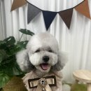 해맑은 애견미용 이미지