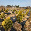 골든엔젤 이미지