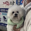 서울목욕탕 | [서울/대방] 댕댕이목욕탕 솔직후기