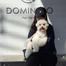 도미네로 | 꼬똥 미용 잘 하는 서울 강아지 미용실 &#39;도미네로&#39; 내돈내산 후기