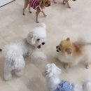 퍼피엔젤스 이미지