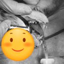 스마일동물의료센터 이미지