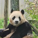 판다