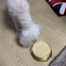 럽투잇 | 반려견 생일 케이크 럽투잇!!!! 추천!!