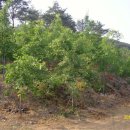 늘푸른농장2 Daum카페