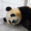 &#34;에버랜드, 푸바오 열풍으로 번 돈을 동물에게 돌려라&#34; 서명운동 이미지