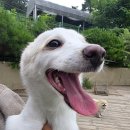 행복 애견방 이미지